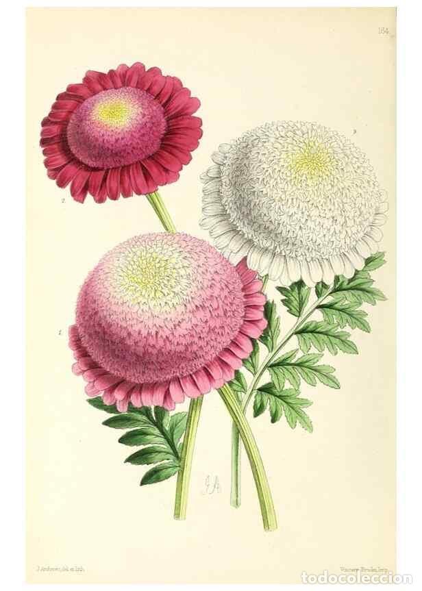 Collezionismo di Riviste e Giornali: Reproducci&oacute;n/Reproduction 49797664907: The floral magazine;. London,L. Reeve & Co.. - Dombrain, Henr