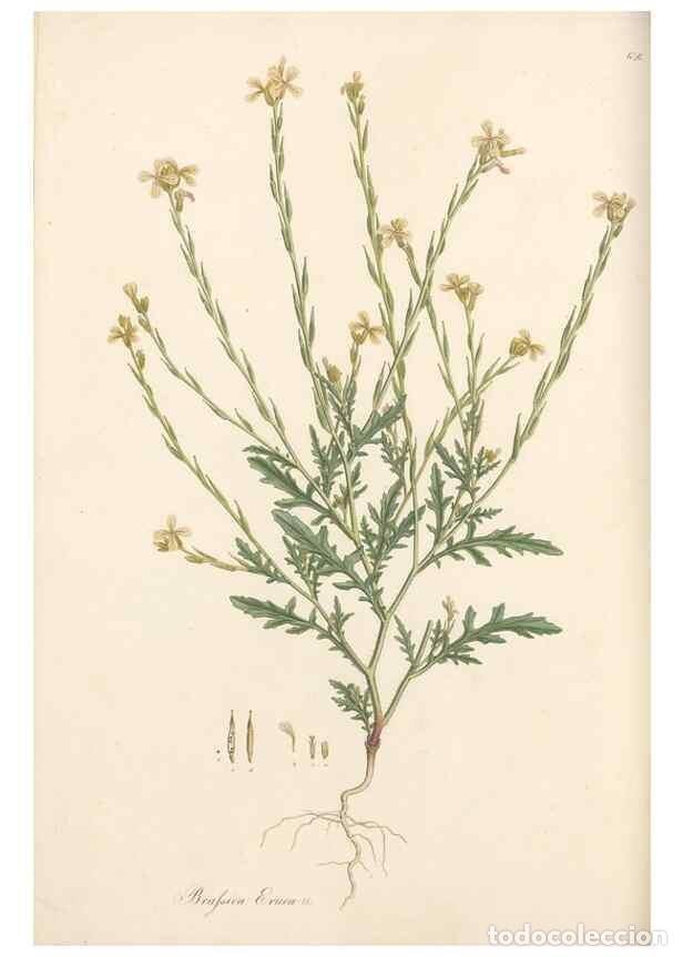 Collezionismo di Riviste e Giornali: Reproducci&oacute;n/Reproduction 49557751481: Flora Graeca, sive, Plantarum rariorum historia, quas in prov