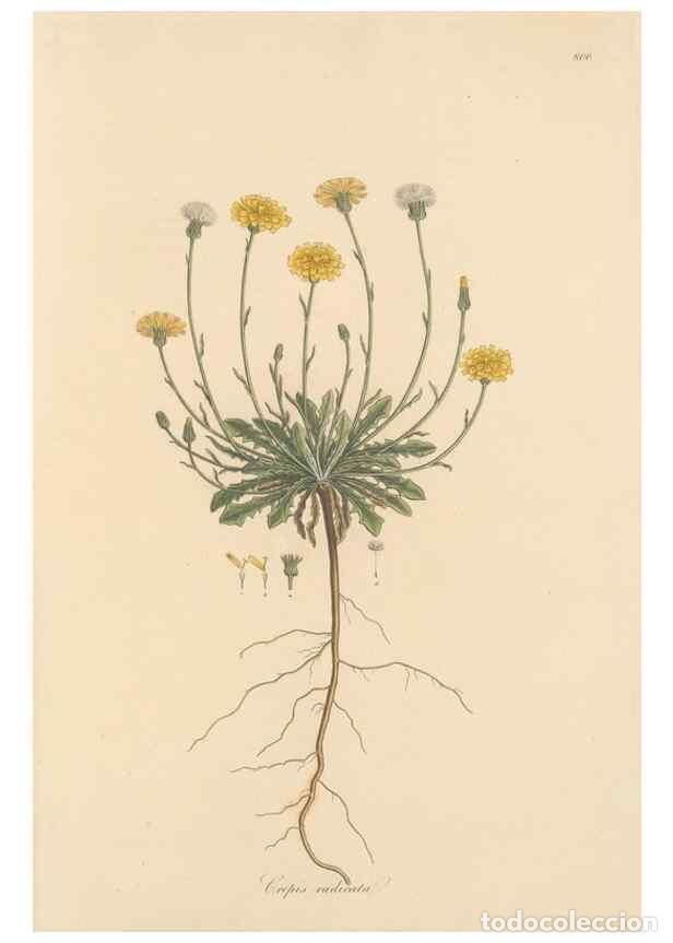 Collezionismo di Riviste e Giornali: Reproducci&oacute;n/Reproduction 49579343613: Flora Graeca, sive, Plantarum rariorum historia, quas in prov