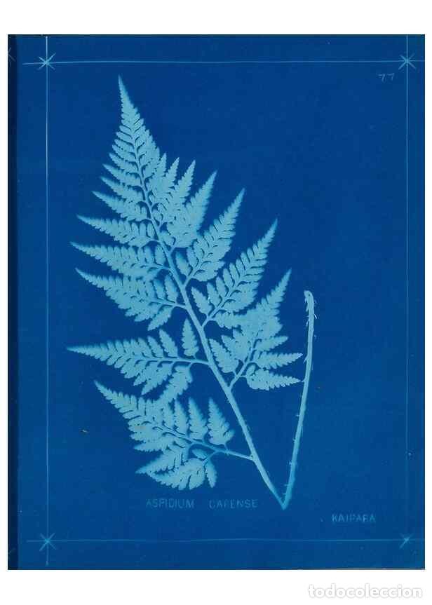 Collectionnisme de Revues et Journaux: Reproducci&oacute;n/Reproduction 49805408463: [New Zealand ferns]. Auckland, New ZealandDobbie, H. B.1880.
