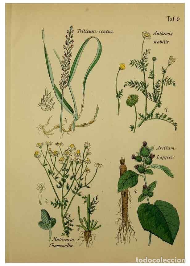 Collectionnisme de Revues et Journaux: Reproducci&oacute;n/Reproduction 49579174472: Anleitung zu Anbau, Ernte und Verwendung der Arzneipflanzen..