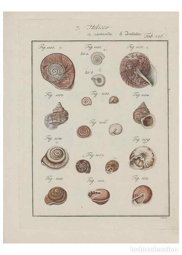 Collectionnisme de Revues et Journaux: Reproducci&oacute;n/Reproduction 49579291622: Abhandlung von den Land = und Flu&szlig;schnecken, oder von solchen
