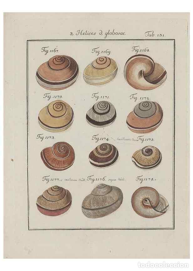 Collectionnisme de Revues et Journaux: Reproducci&oacute;n/Reproduction 49579292942: Abhandlung von den Land = und Flu&szlig;schnecken, oder von solchen