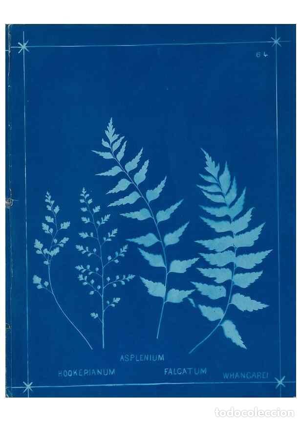 Collectionnisme de Revues et Journaux: Reproducci&oacute;n/Reproduction 49806269872: [New Zealand ferns]. Auckland, New ZealandDobbie, H. B.1880.