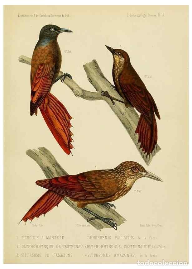 Collectionnisme de Revues et Journaux: Reproducci&oacute;n/Reproduction 49814077352: Exp&eacute;dition dans les parties centrales de l'Am&eacute;rique du Sud. P