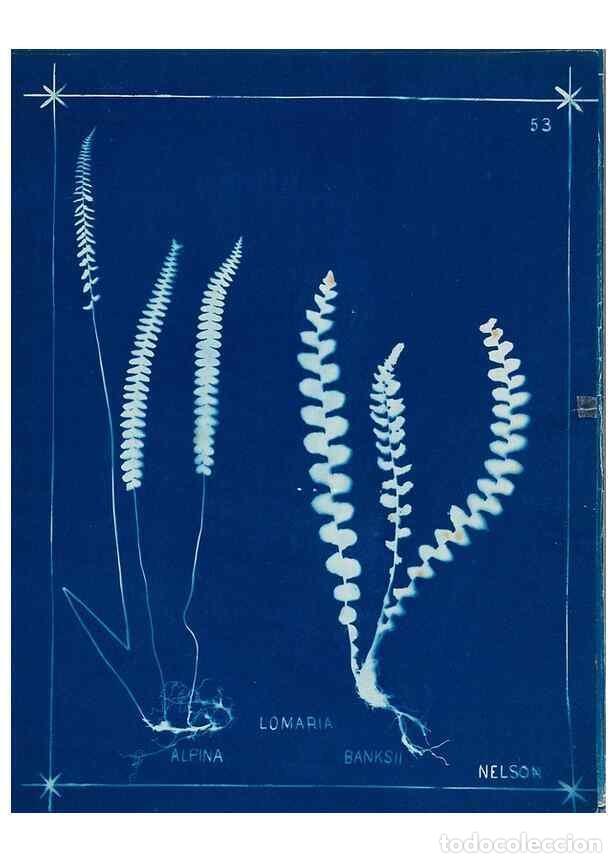 Collectionnisme de Revues et Journaux: Reproducci&oacute;n/Reproduction 49805955651: [New Zealand ferns]. Auckland, New ZealandDobbie, H. B.1880.