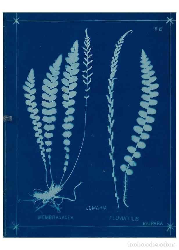 Collectionnisme de Revues et Journaux: Reproducci&oacute;n/Reproduction 49805401883: [New Zealand ferns]. Auckland, New ZealandDobbie, H. B.1880.
