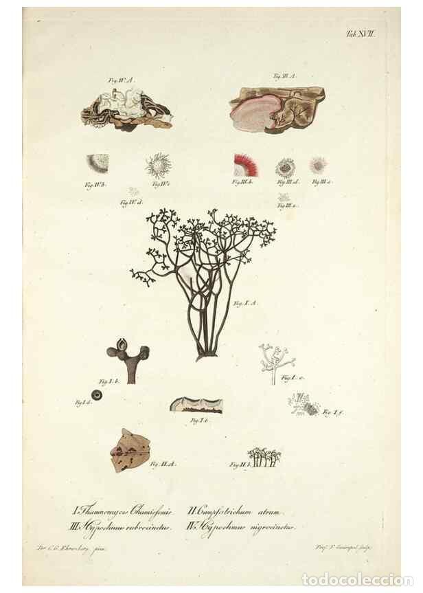 Collectionnisme de Revues et Journaux: Reproducci&oacute;n/Reproduction 49578476023: Horae physicae Berolinenses :. Bonnae :Adolphi Marcus,1820..