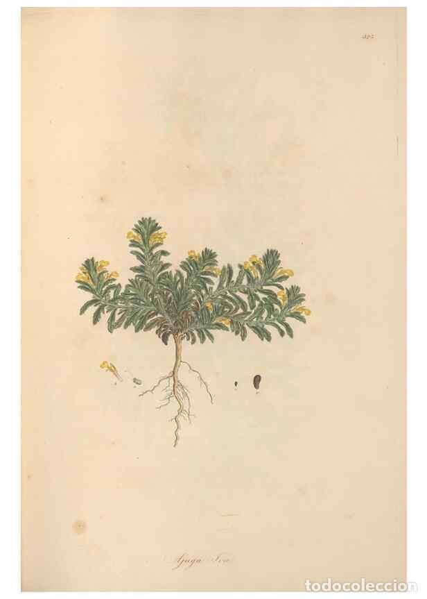 Collezionismo di Riviste e Giornali: Reproducci&oacute;n/Reproduction 49557162028: Flora Graeca, sive, Plantarum rariorum historia, quas in prov