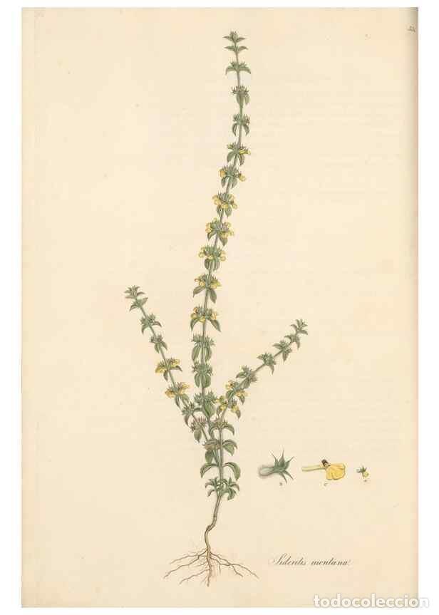 Collezionismo di Riviste e Giornali: Reproducci&oacute;n/Reproduction 49557668156: Flora Graeca, sive, Plantarum rariorum historia, quas in prov