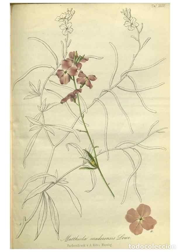 Collezionismo di Riviste e Giornali: Reproducci&oacute;n/Reproduction 49802296778: Gartenflora.. Erlangen :F. Enke,1852-1940.. - Deutsche Garten