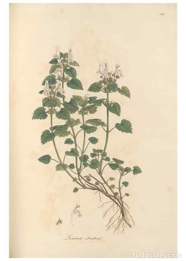 Collezionismo di Riviste e Giornali: Reproducci&oacute;n/Reproduction 49557172398: Flora Graeca, sive, Plantarum rariorum historia, quas in prov