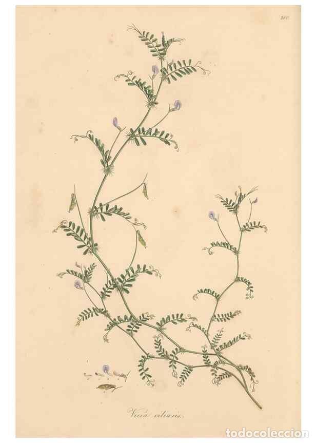 Collezionismo di Riviste e Giornali: Reproducci&oacute;n/Reproduction 49557272448: Flora Graeca, sive, Plantarum rariorum historia, quas in prov