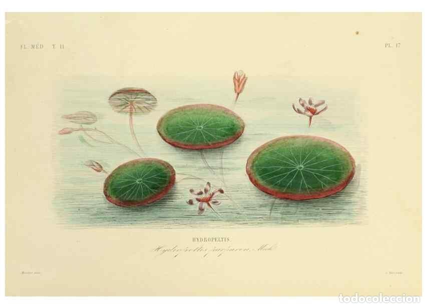 Collection Magazines and Newspapers: Reproducci&oacute;n/Reproduction 49583629536: Le R&egrave;gne v&eacute;g&eacute;tal;. Paris,L. Gu&eacute;rin,1870-72.. - R&eacute;veil, O.