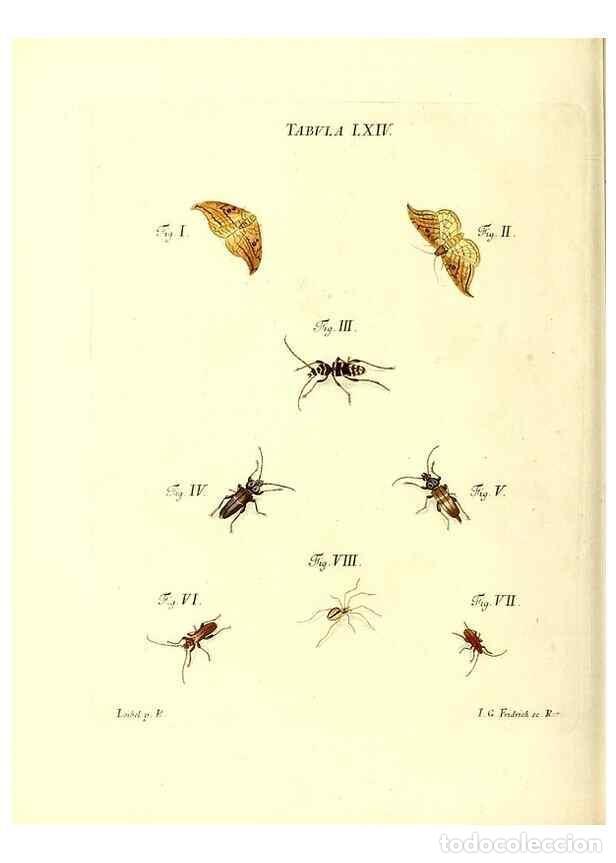 Collection Magazines and Newspapers: Reproducci&oacute;n/Reproduction 49810603107: Iacobi Christiani Schaefferi s.s. theologiae et philosophiae