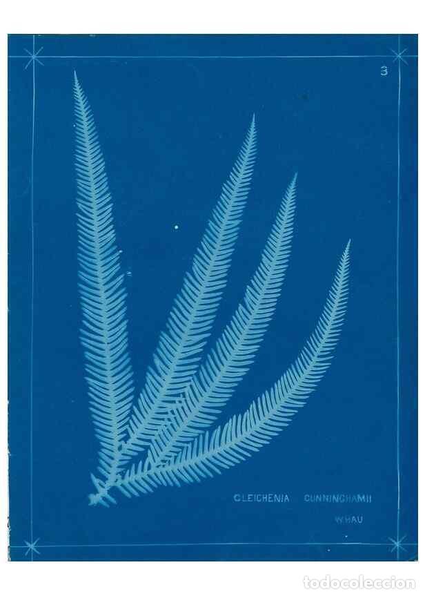 Collection Magazines and Newspapers: Reproducci&oacute;n/Reproduction 49805924576: [New Zealand ferns]. Auckland, New ZealandDobbie, H. B.1880.