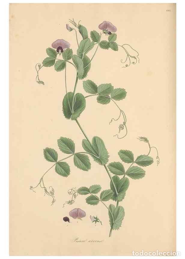 Collection Magazines and Newspapers: Reproducci&oacute;n/Reproduction 49557999942: Flora Graeca, sive, Plantarum rariorum historia, quas in prov