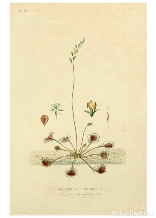 Collection Magazines and Newspapers: Reproducci&oacute;n/Reproduction 49583524801: Le R&egrave;gne v&eacute;g&eacute;tal;. Paris,L. Gu&eacute;rin,1870-72.. - R&eacute;veil, O.