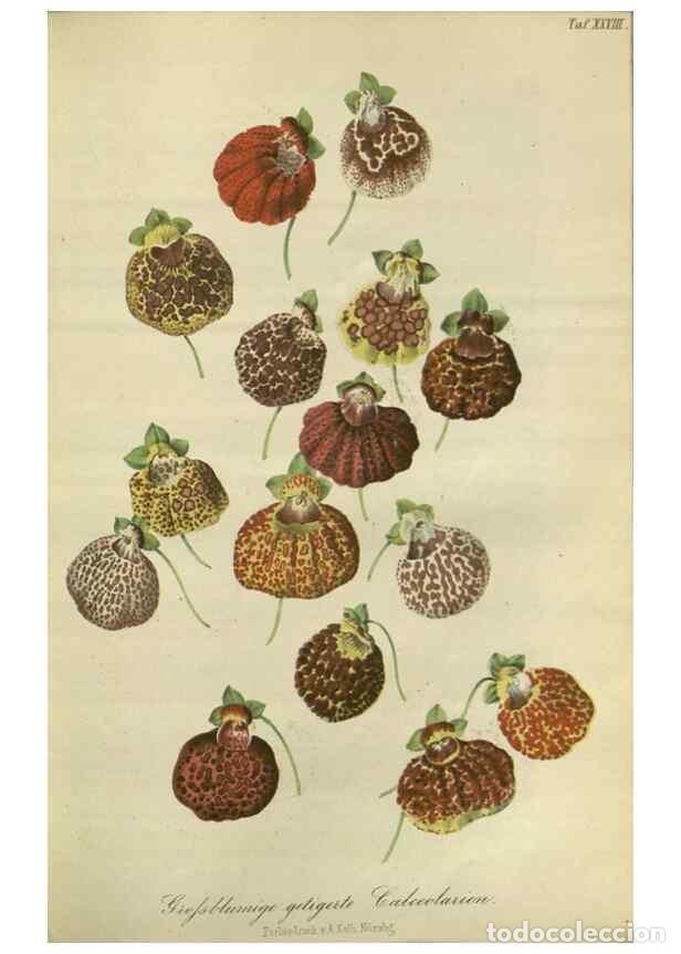 Collection Magazines and Newspapers: Reproducci&oacute;n/Reproduction 49802294773: Gartenflora.. Erlangen :F. Enke,1852-1940.. - Deutsche Garten