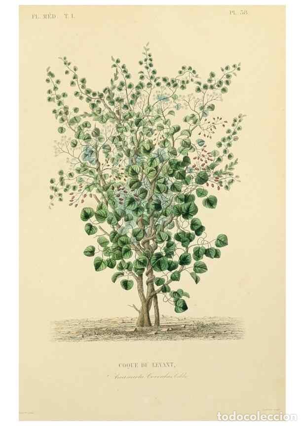 Collection Magazines and Newspapers: Reproducci&oacute;n/Reproduction 49583756942: Le R&egrave;gne v&eacute;g&eacute;tal;. Paris,L. Gu&eacute;rin,1870-72.. - R&eacute;veil, O.