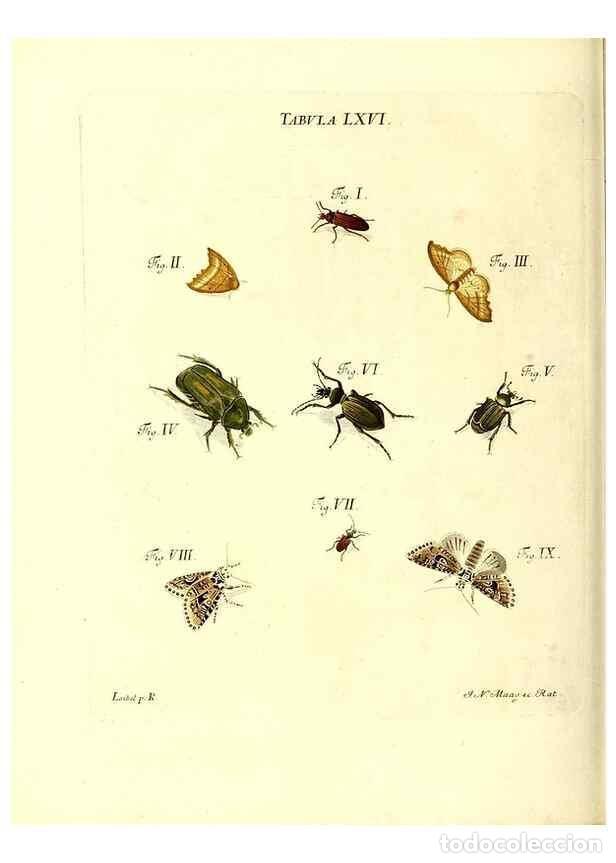 Collection Magazines and Newspapers: Reproducci&oacute;n/Reproduction 49810603657: Iacobi Christiani Schaefferi s.s. theologiae et philosophiae