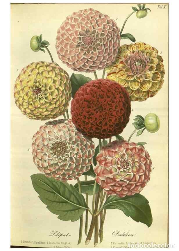 Collection Magazines and Newspapers: Reproducci&oacute;n/Reproduction 49802840086: Gartenflora.. Erlangen :F. Enke,1852-1940.. - Deutsche Garten