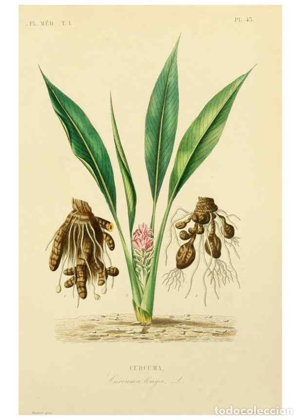 Collection Magazines and Newspapers: Reproducci&oacute;n/Reproduction 49583758662: Le R&egrave;gne v&eacute;g&eacute;tal;. Paris,L. Gu&eacute;rin,1870-72.. - R&eacute;veil, O.