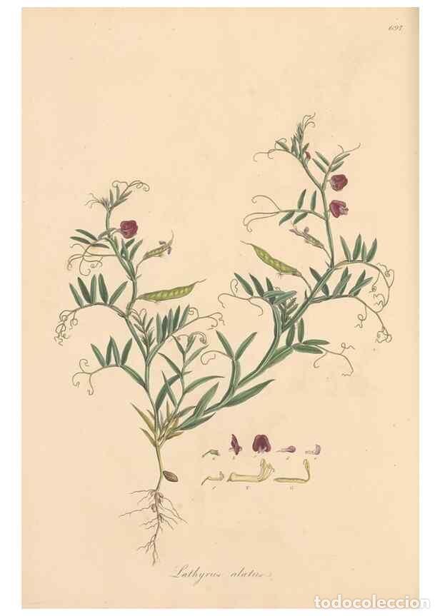 Collection Magazines and Newspapers: Reproducci&oacute;n/Reproduction 49557271538: Flora Graeca, sive, Plantarum rariorum historia, quas in prov