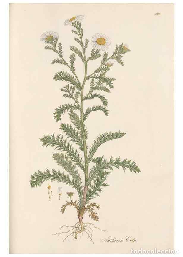 Collection Magazines and Newspapers: Reproducci&oacute;n/Reproduction 49579410293: Flora Graeca, sive, Plantarum rariorum historia, quas in prov