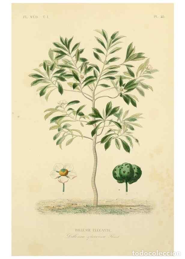 Collection Magazines and Newspapers: Reproducci&oacute;n/Reproduction 49583524316: Le R&egrave;gne v&eacute;g&eacute;tal;. Paris,L. Gu&eacute;rin,1870-72.. - R&eacute;veil, O.