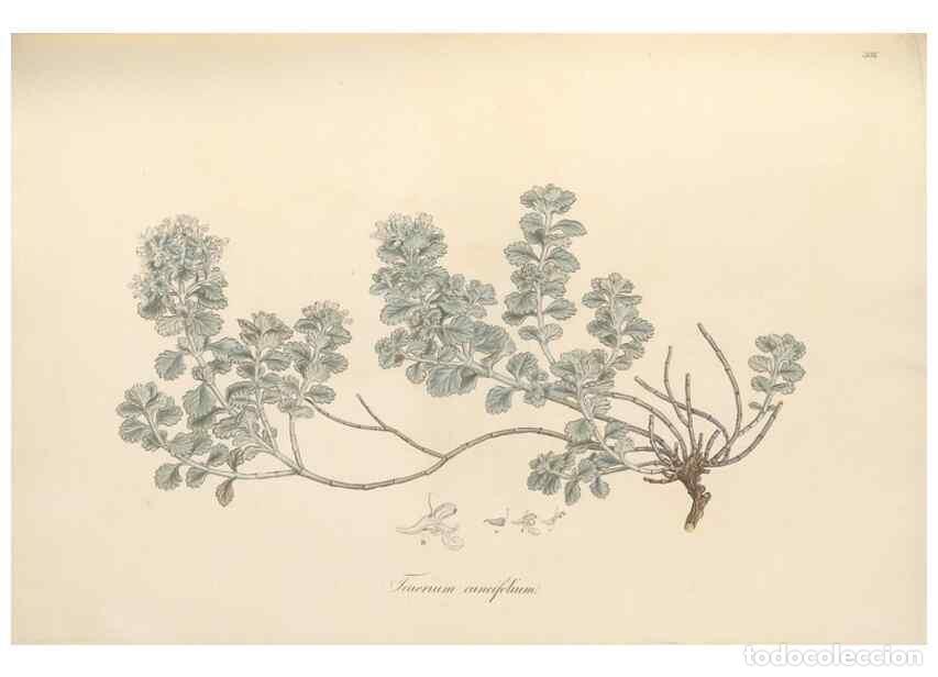 Collection Magazines and Newspapers: Reproducci&oacute;n/Reproduction 49557663491: Flora Graeca, sive, Plantarum rariorum historia, quas in prov