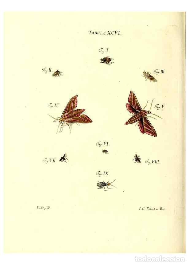 Collection Magazines and Newspapers: Reproducci&oacute;n/Reproduction 49809756623: Iacobi Christiani Schaefferi s.s. theologiae et philosophiae