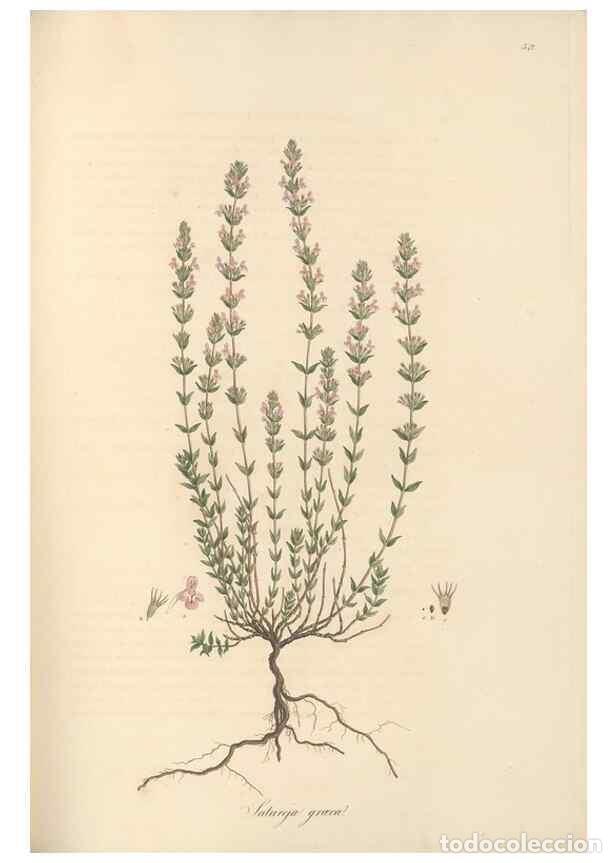 Collection Magazines and Newspapers: Reproducci&oacute;n/Reproduction 49557665206: Flora Graeca, sive, Plantarum rariorum historia, quas in prov