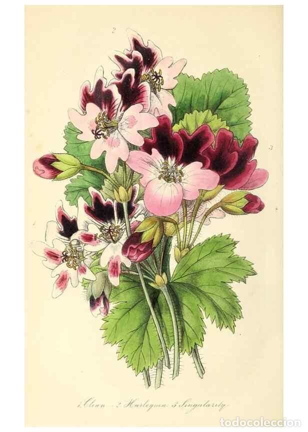 Collection Magazines and Newspapers: Reproducci&oacute;n/Reproduction 49813430401: The florist and garden miscellany.. London :Chapman and Hall,