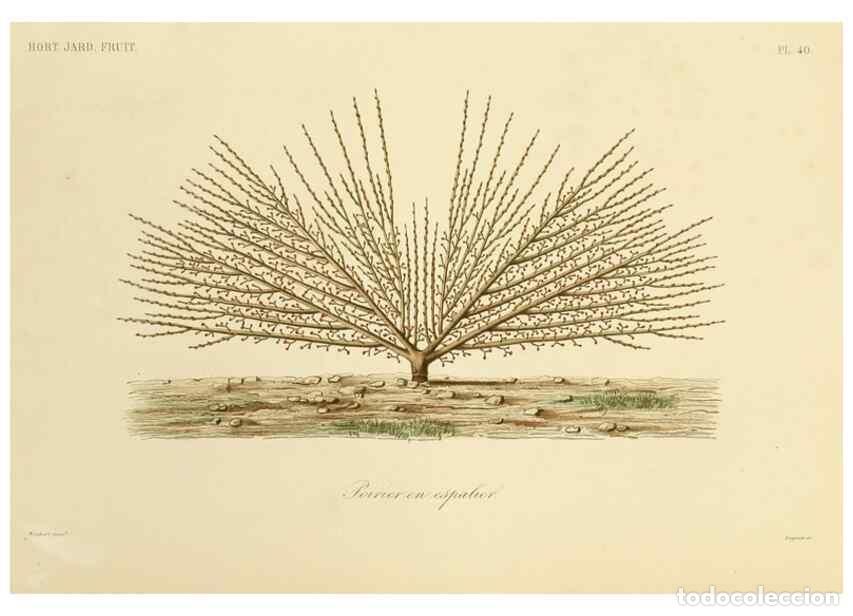 Collection Magazines and Newspapers: Reproducci&oacute;n/Reproduction 49583705901: Le R&egrave;gne v&eacute;g&eacute;tal;. Paris,L. Gu&eacute;rin,1870-72.. - R&eacute;veil, O.