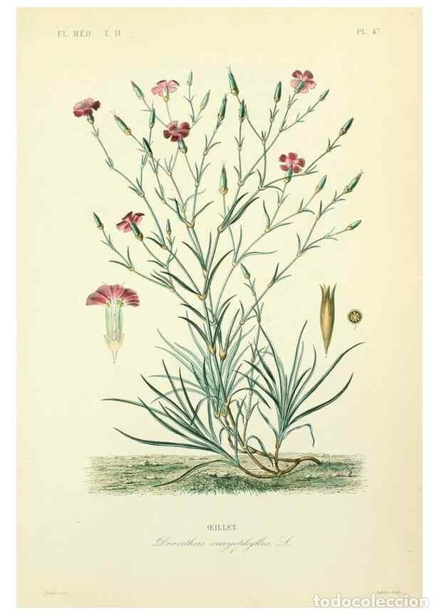 Collection Magazines and Newspapers: Reproducci&oacute;n/Reproduction 49583142293: Le R&egrave;gne v&eacute;g&eacute;tal;. Paris,L. Gu&eacute;rin,1870-72.. - R&eacute;veil, O.