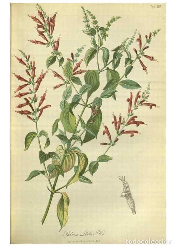 Collection Magazines and Newspapers: Reproducci&oacute;n/Reproduction 49802290593: Gartenflora.. Erlangen :F. Enke,1852-1940.. - Deutsche Garten