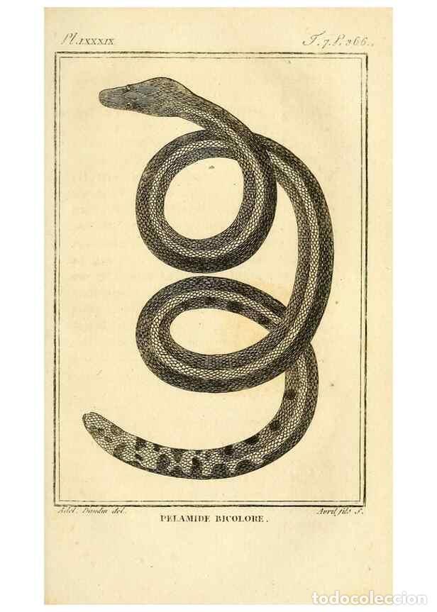 Collection Magazines and Newspapers: Reproducci&oacute;n/Reproduction 49814213221: Histoire naturelle, g&eacute;n&eacute;rale et particuli&egrave;re, des reptiles. A