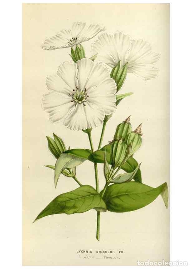 Collection Magazines and Newspapers: Reproducci&oacute;n/Reproduction 49584266132: Flore des serres et des jardins de l'Europe. A Gand :chez Lou