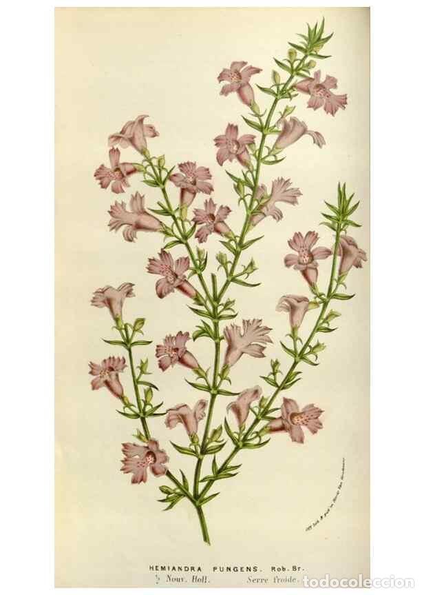 Collezionismo di Riviste e Giornali: Reproducci&oacute;n/Reproduction 49583537023: Flore des serres et des jardins de l'Europe. A Gand :chez Lou