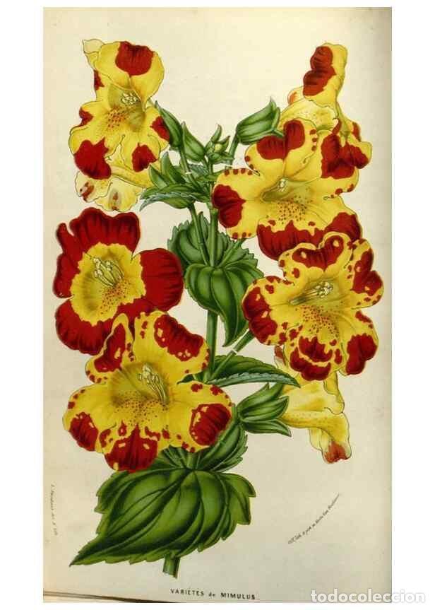 Collezionismo di Riviste e Giornali: Reproducci&oacute;n/Reproduction 49583316703: Flore des serres et des jardins de l'Europe. A Gand :chez Lou