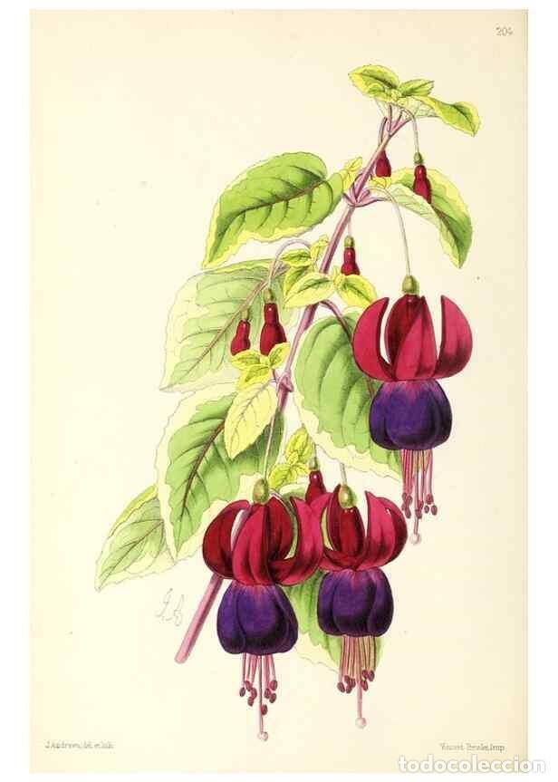 Collezionismo di Riviste e Giornali: Reproducci&oacute;n/Reproduction 49797221101: The floral magazine;. London,L. Reeve & Co.. - Dombrain, Henr