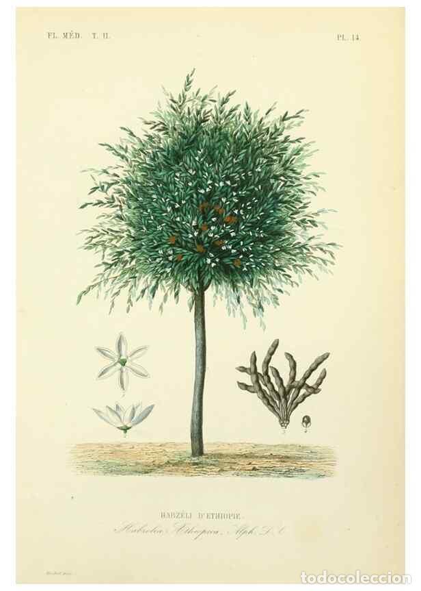 Collezionismo di Riviste e Giornali: Reproducci&oacute;n/Reproduction 49583864482: Le R&egrave;gne v&eacute;g&eacute;tal;. Paris,L. Gu&eacute;rin,1870-72.. - R&eacute;veil, O.