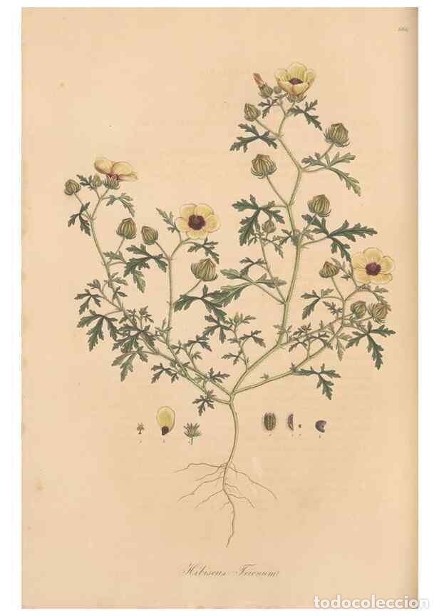 Collezionismo di Riviste e Giornali: Reproducci&oacute;n/Reproduction 49557992762: Flora Graeca, sive, Plantarum rariorum historia, quas in prov