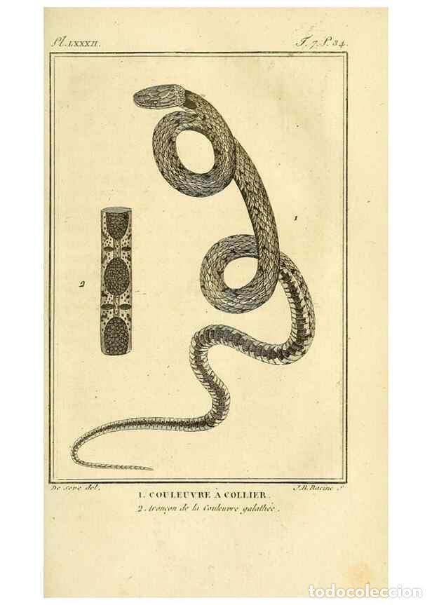 Collezionismo di Riviste e Giornali: Reproducci&oacute;n/Reproduction 49814520022: Histoire naturelle, g&eacute;n&eacute;rale et particuli&egrave;re, des reptiles. A