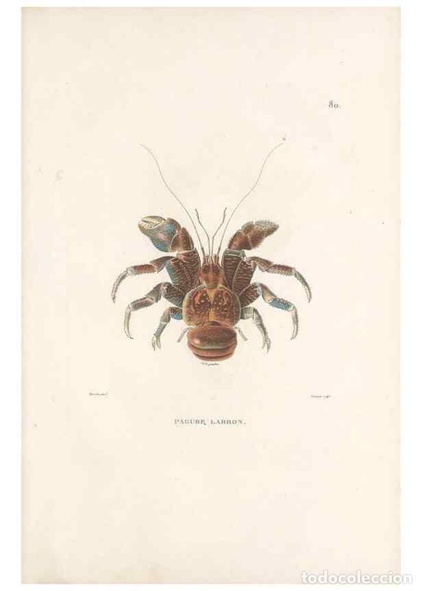 Collezionismo di Riviste e Giornali: Reproducci&oacute;n/Reproduction 49814213786: Voyage autour du monde, entrepris par ordre du roi.. Paris,Ch