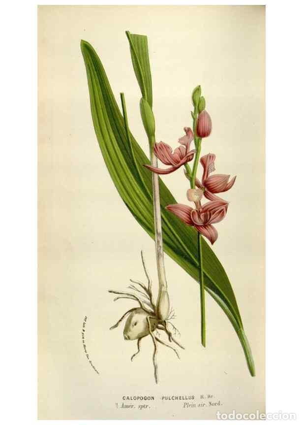 Collezionismo di Riviste e Giornali: Reproducci&oacute;n/Reproduction 49584286352: Flore des serres et des jardins de l'Europe. A Gand :chez Lou