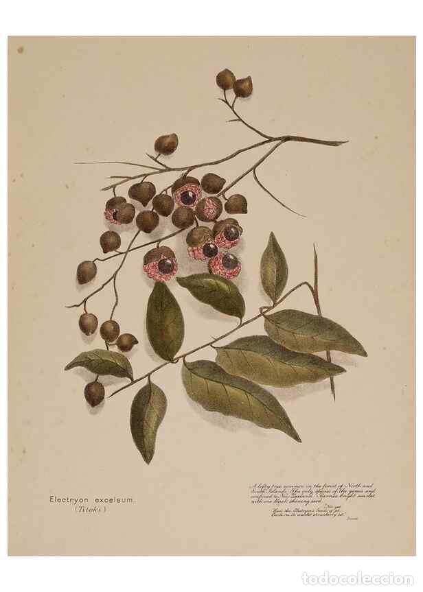 Collezionismo di Riviste e Giornali: Reproducci&oacute;n/Reproduction 49814546737: New Zealand berries. Nelson, N.Z.H.D. Jackson[1894?]. - Harri