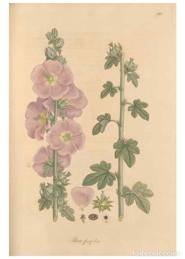 Sammeln von Zeitschriften und Zeitungen: Reproducci&oacute;n/Reproduction 49557991827: Flora Graeca, sive, Plantarum rariorum historia, quas in prov