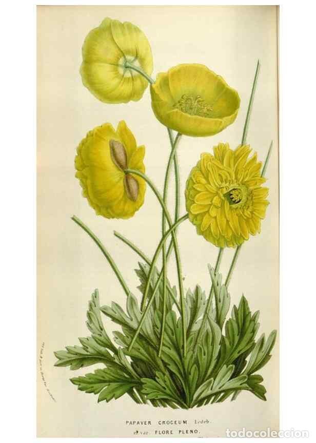 Sammeln von Zeitschriften und Zeitungen: Reproducci&oacute;n/Reproduction 49584048871: Flore des serres et des jardins de l'Europe. A Gand :chez Lou